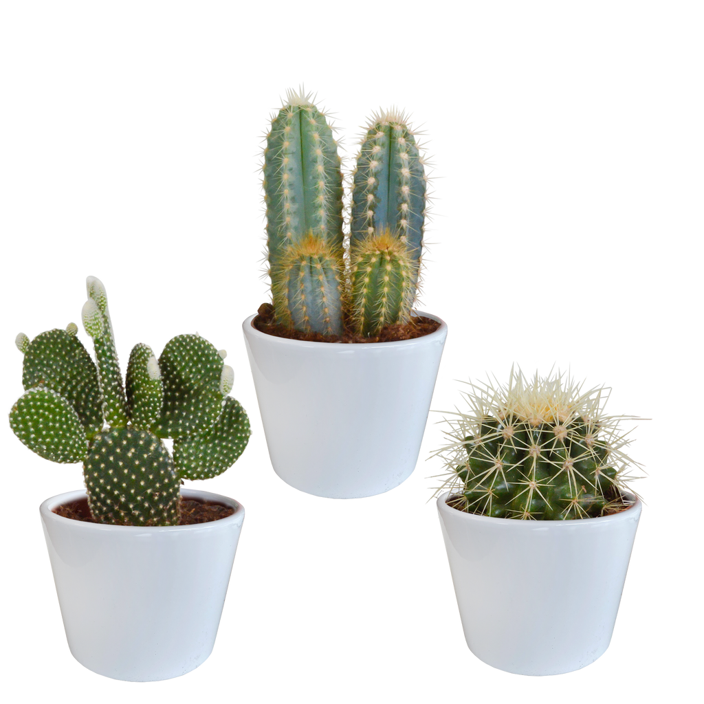 Kaktusmix (Cactaceae) i hvid potte – Ø11 cm, 23 cm høj