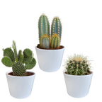 Kaktusmix (Cactaceae) i hvid potte – Ø11 cm, 23 cm høj