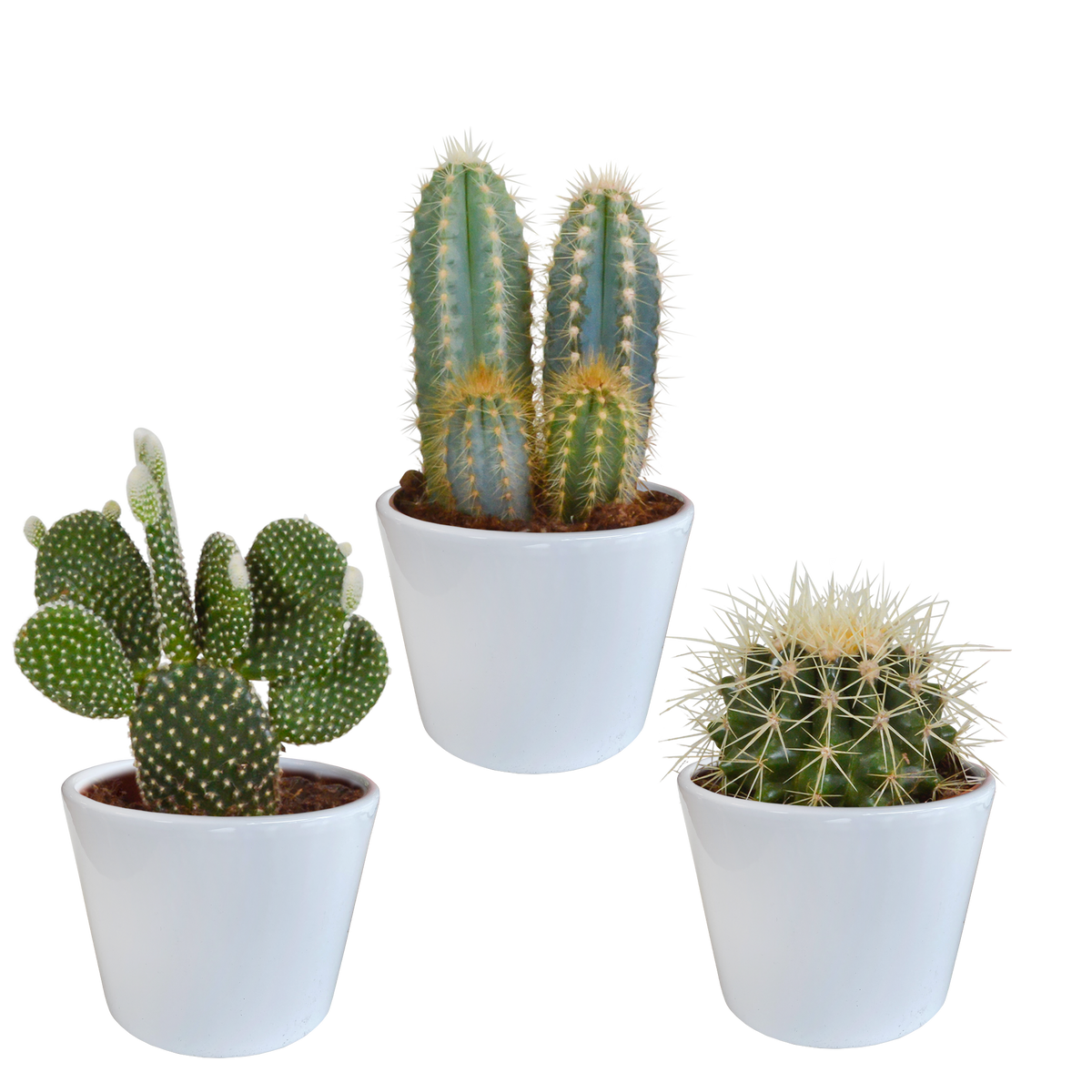 Kaktusmix (Cactaceae) i hvid potte – Ø11 cm, 23 cm høj