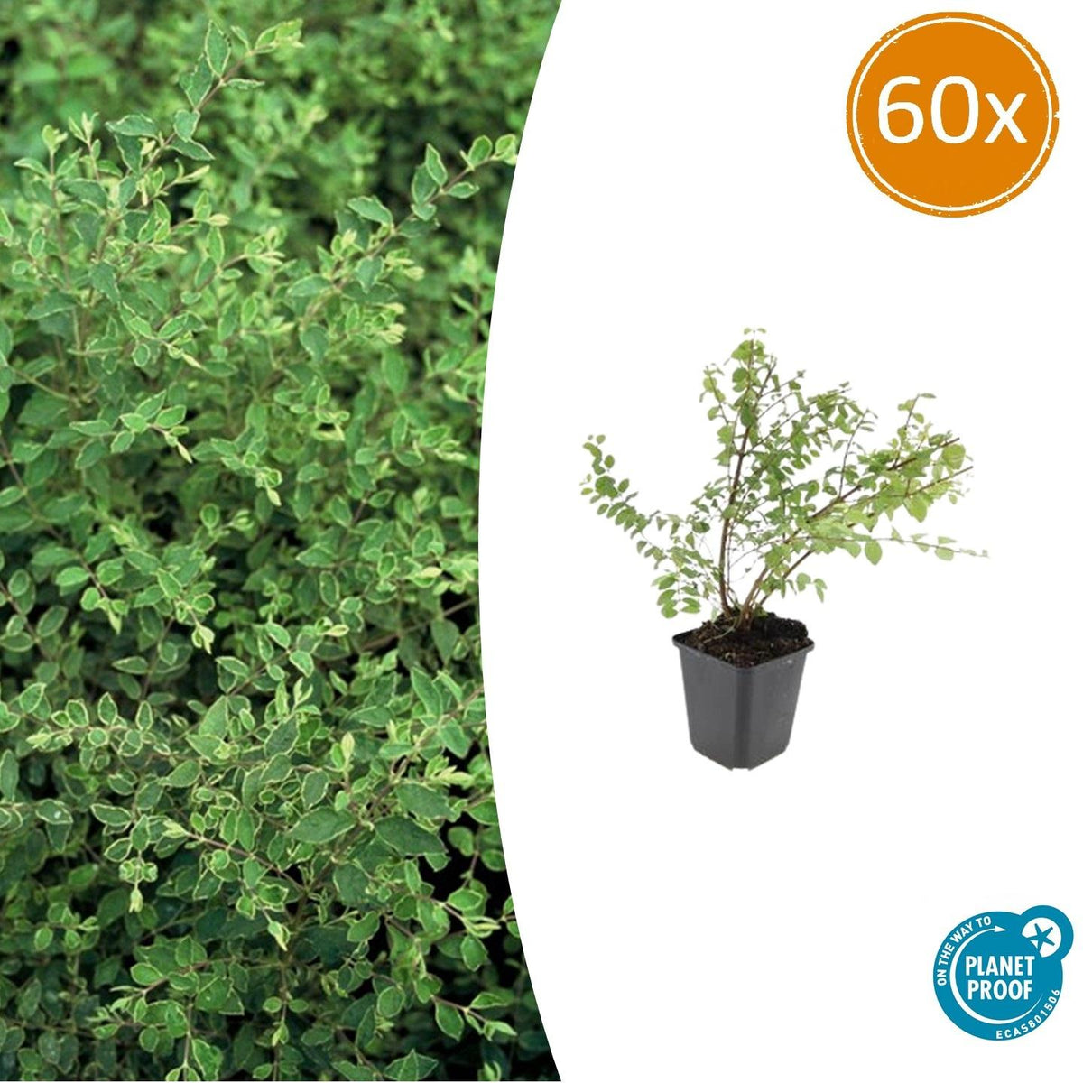 Symphoricarpos ch. 'Hancock' (snowberry) – 60 plants, Ø9 cm, 10–25 cm high – photo 2