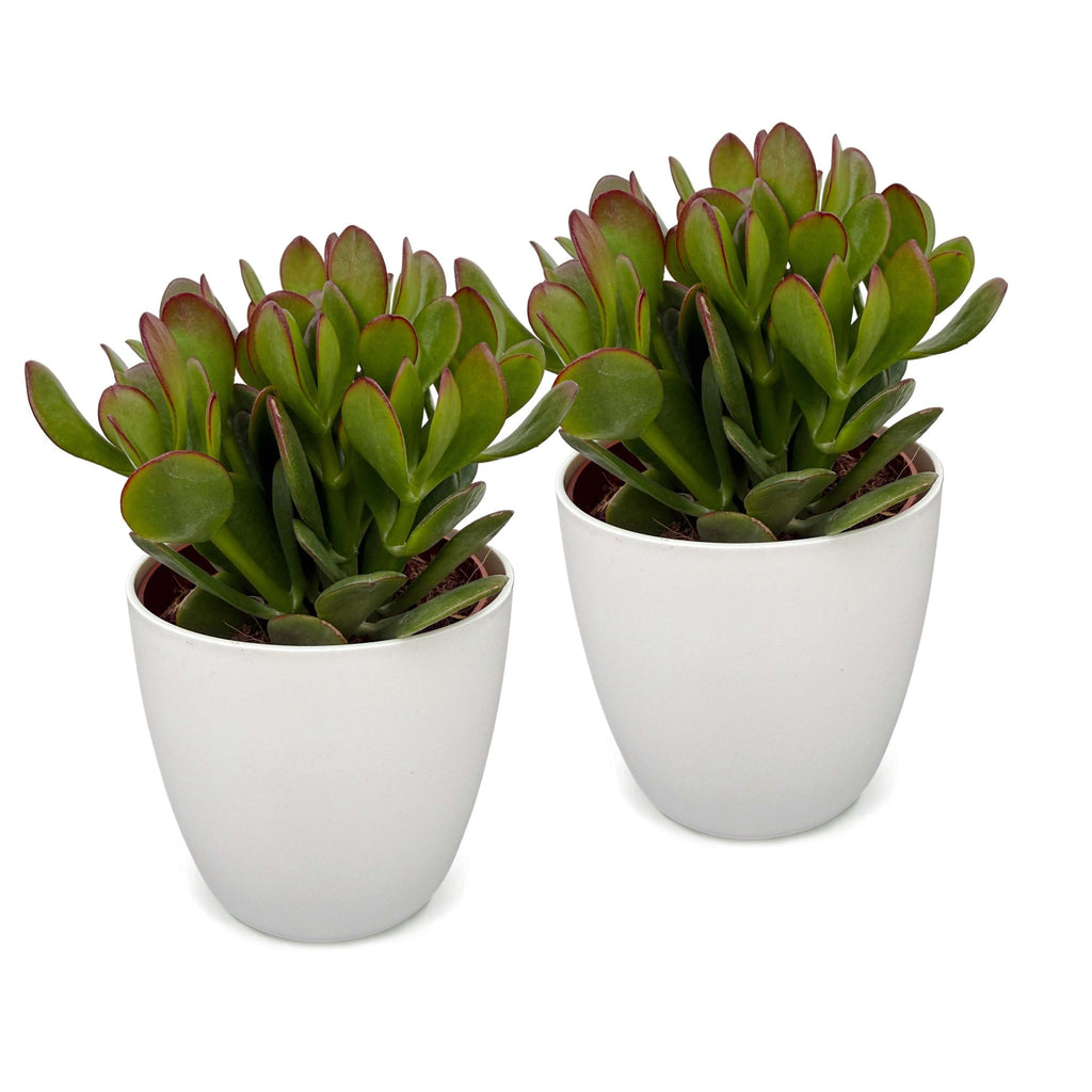 2× Crassula ovata (Jade-Pflanze) im weißen Topf – Ø 12 cm, 16 cm hoch