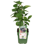 Braam (Rubus fruticosus) biologisch – 6 planten, Ø13 cm, 20 cm hoog