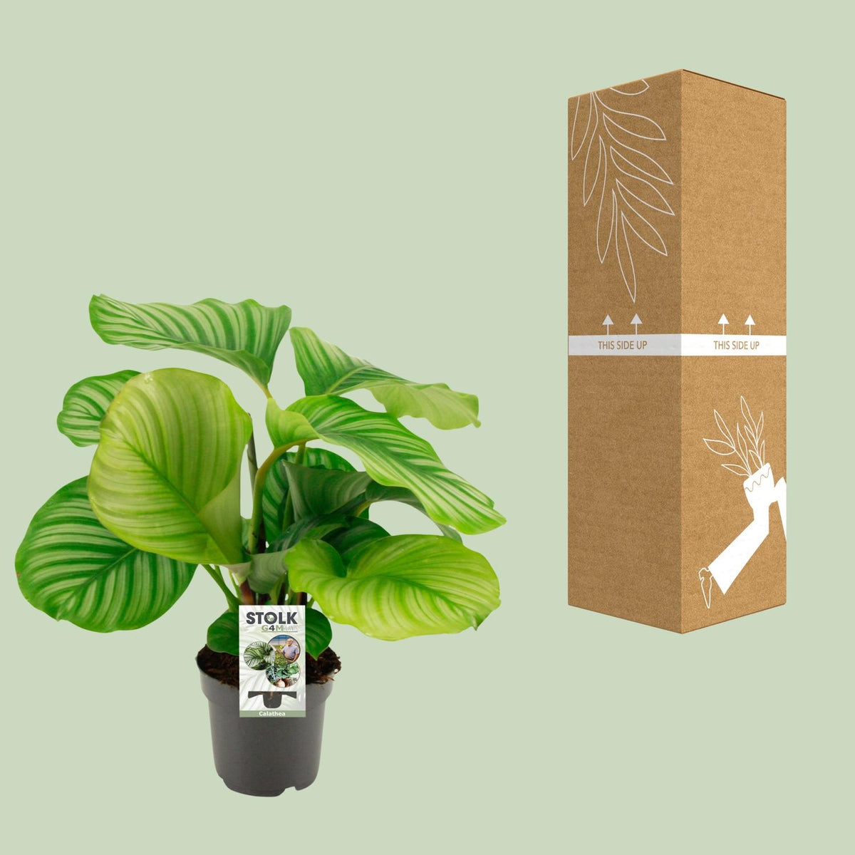 Calathea orbifolia – Ø14 cm, 50 cm hoog