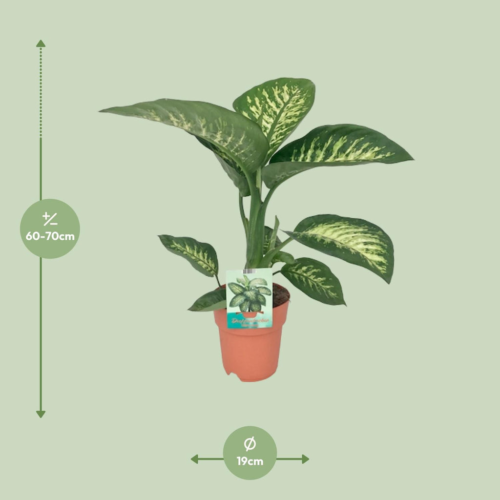Dieffenbachia Seguine Tropic Snow – Ø19 cm, 70 cm høj