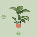 Dieffenbachia Seguine Tropic Snow – Ø19 cm, 70 cm høj