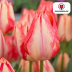 Tulpe 'Spring Break' – 20 Blumenzwiebeln (Zwiebelgröße 11/12)