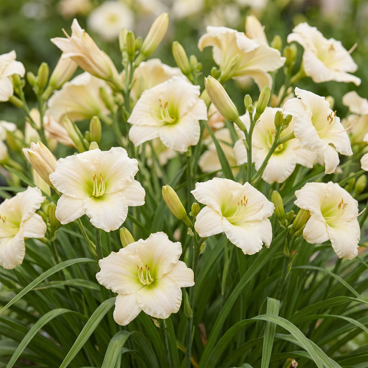 Hemerocallis 'Arctic Snow' (Taglilie) – Creme – Ø 11 cm, 15–25 cm hoch