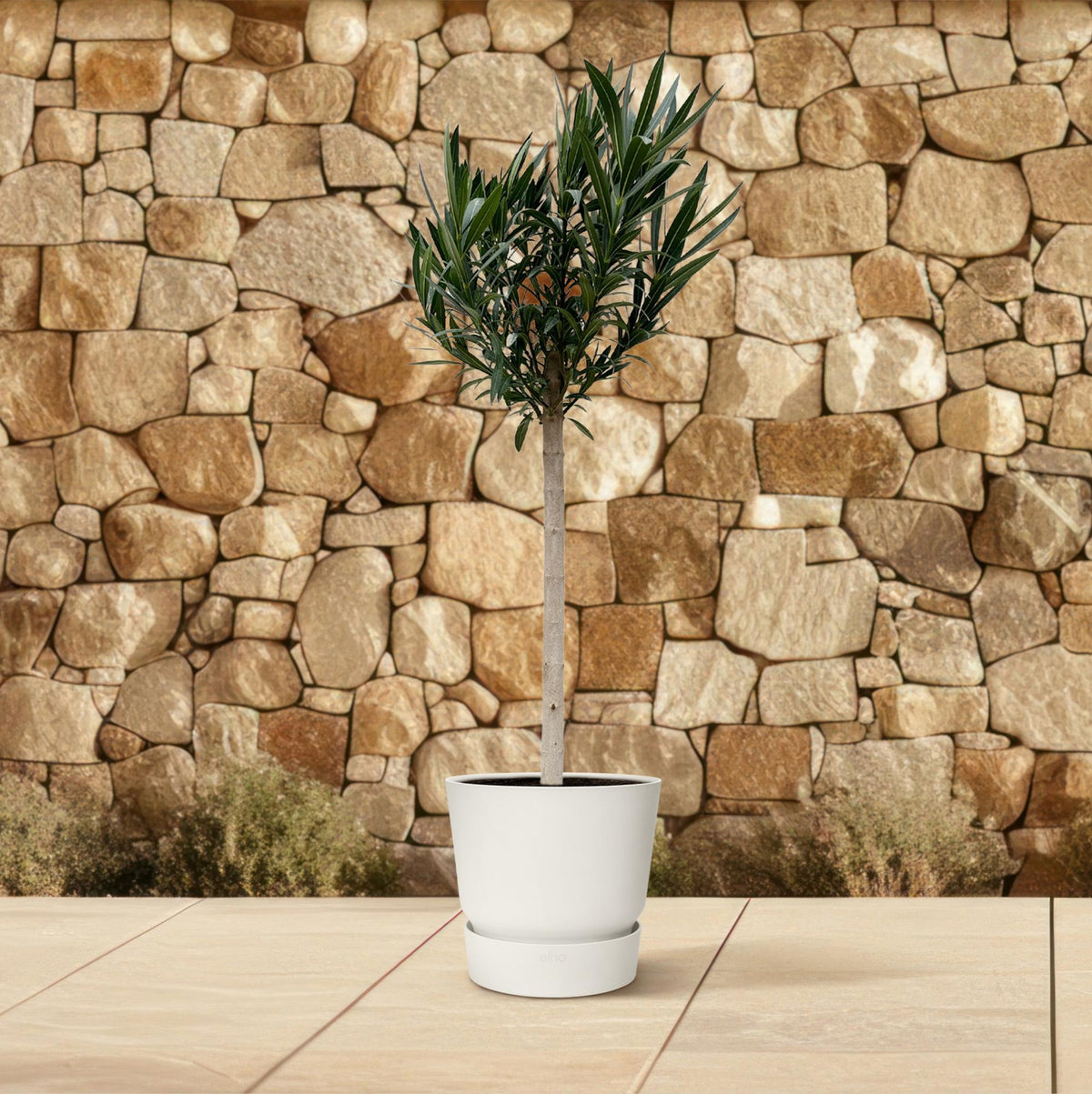 Nerium 'Oleander' standard – Ø30 cm, 170 cm high – white – photo 4