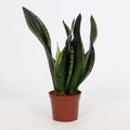 Sansevieria Whitney (vrouwentong) – Ø12 cm, 27 cm hoog