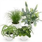 4× Maranta (Gebetsstaude) im weißen Zier-Blumentopf – Ø 12 cm, 25 cm hoch
