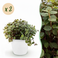 2× Callisia repens dans pot de décoration blanc – Ø12 cm, 17–20 cm de haut