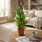 Spathiphyllum (lepelplant) – Ø12 cm, 35–40 cm hoog