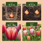 Tulpe 'Glowing With Pride' – 120 Blumenzwiebeln (Zwiebelgröße 11/12)