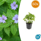 Geranium nodosum (cranesbill) – 60 plants, Ø9 cm, 10–25 cm high