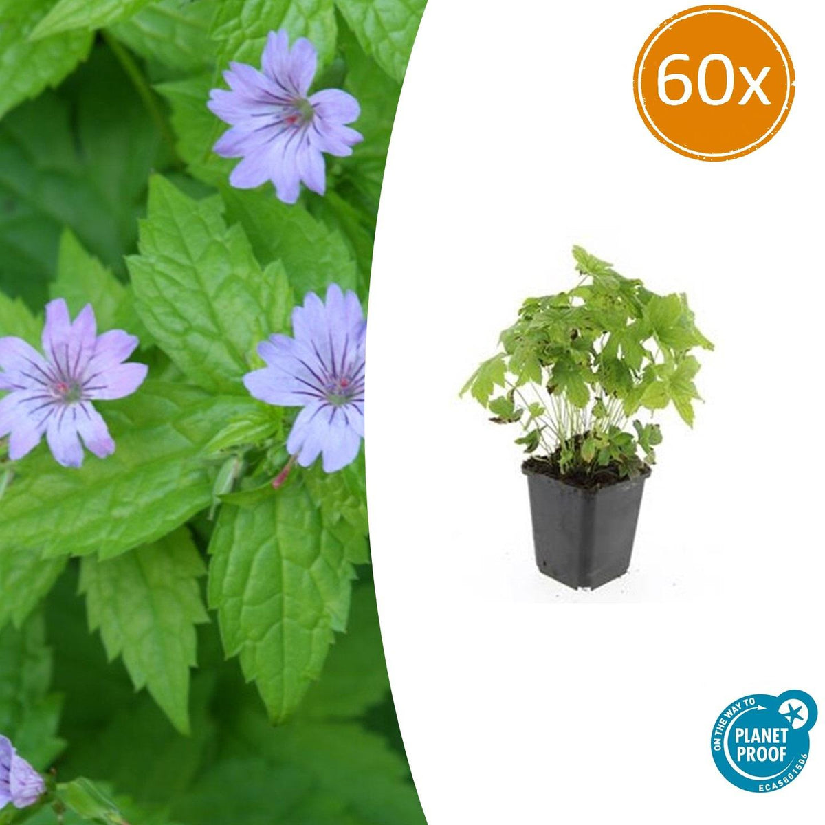 Geranium nodosum (cranesbill) – 60 plants, Ø9 cm, 10–25 cm high – photo 2