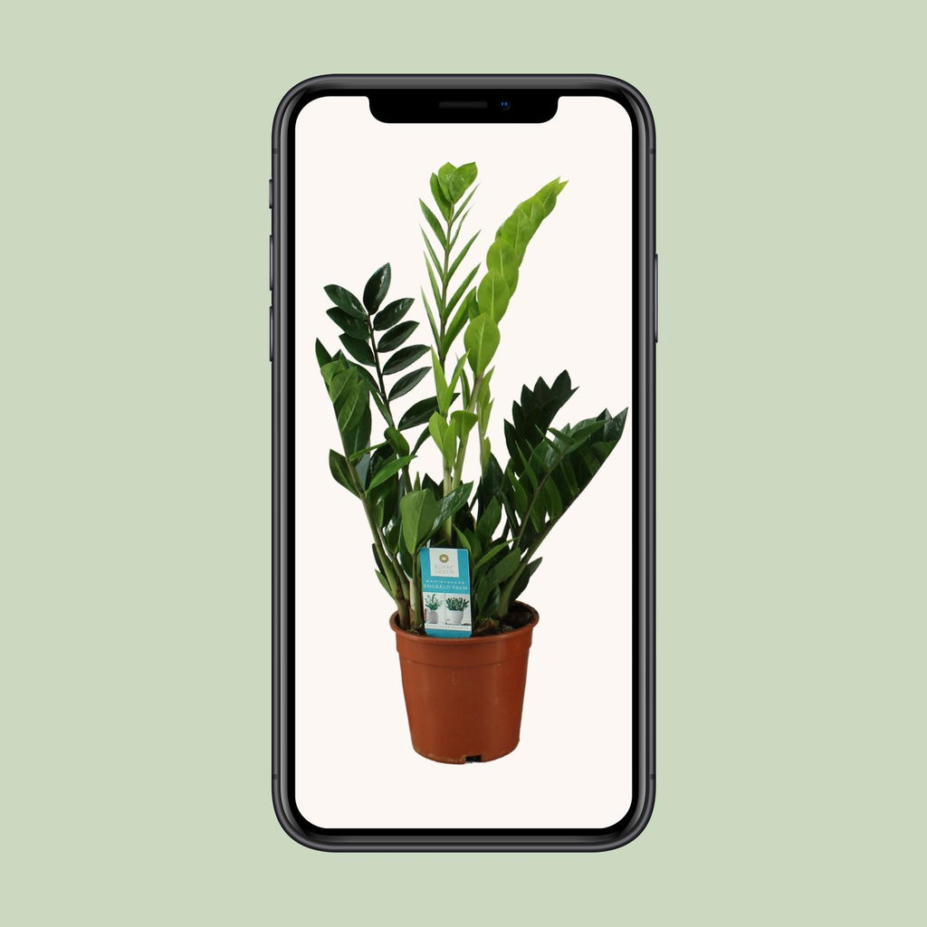 Zamioculcas zamiifolia (Glücksfeder) – Ø 17 cm, 65 cm hoch