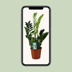 Zamioculcas zamiifolia (Glücksfeder) – Ø 17 cm, 65 cm hoch