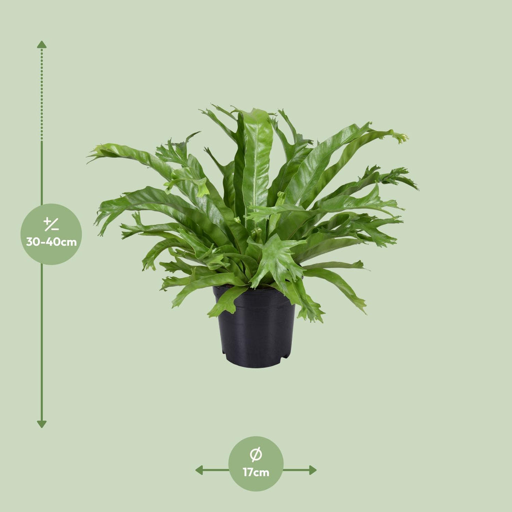Asplenium nidus Crissie (vogelnestvaren) – Ø17 cm, 40 cm hoog