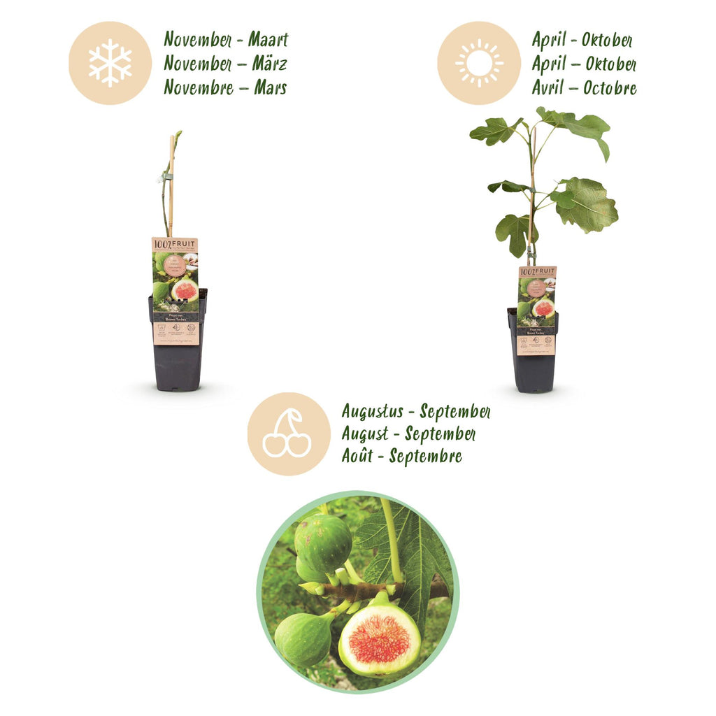 Ficus carica 'Brown Turkey' (fig tree) – 2 plants, Ø15 cm, 50 cm high – photo 4