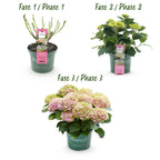 Hydrangea 'Magical Jewel Pink' (hydrangea) – pink – 2 plants, Ø23 cm, 55 cm high