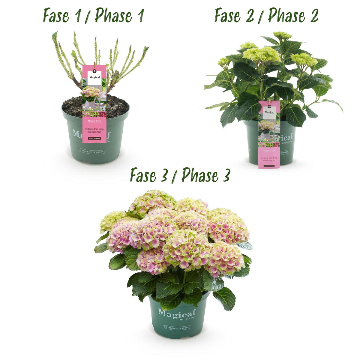 Hydrangea 'Magical Jewel Pink' (hortensia) – roze – 2 planten, Ø23 cm, 55 cm hoog