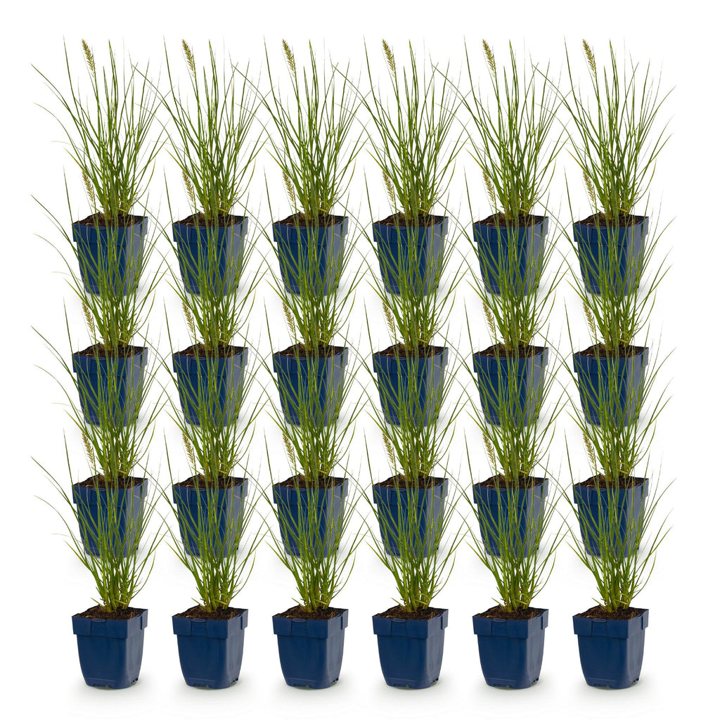 Pennisetum alop. 'Little Bunny' (Lampenputzergras) – 24 Pflanzen, Ø11 cm, 15–25 cm hoch – Bild 2