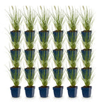Pennisetum alop. 'Little Bunny' (Lampenputzergras) – 24 Pflanzen, Ø11 cm, 15–25 cm hoch