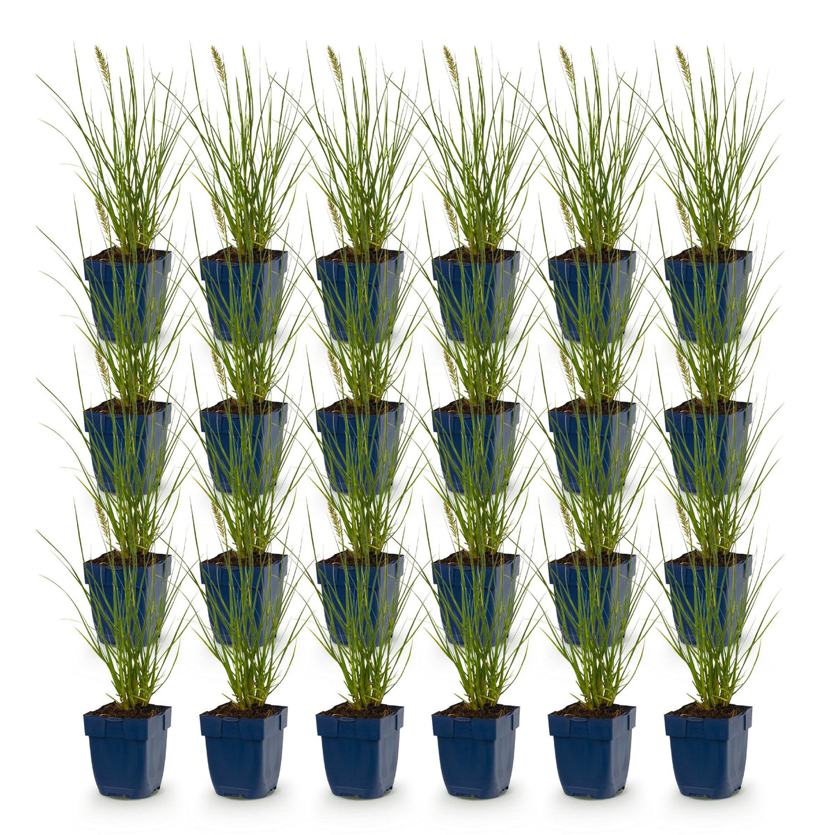 Pennisetum alop. 'Little Bunny' (Lampenputzergras) – 24 Pflanzen, Ø11 cm, 15–25 cm hoch – Bild 2