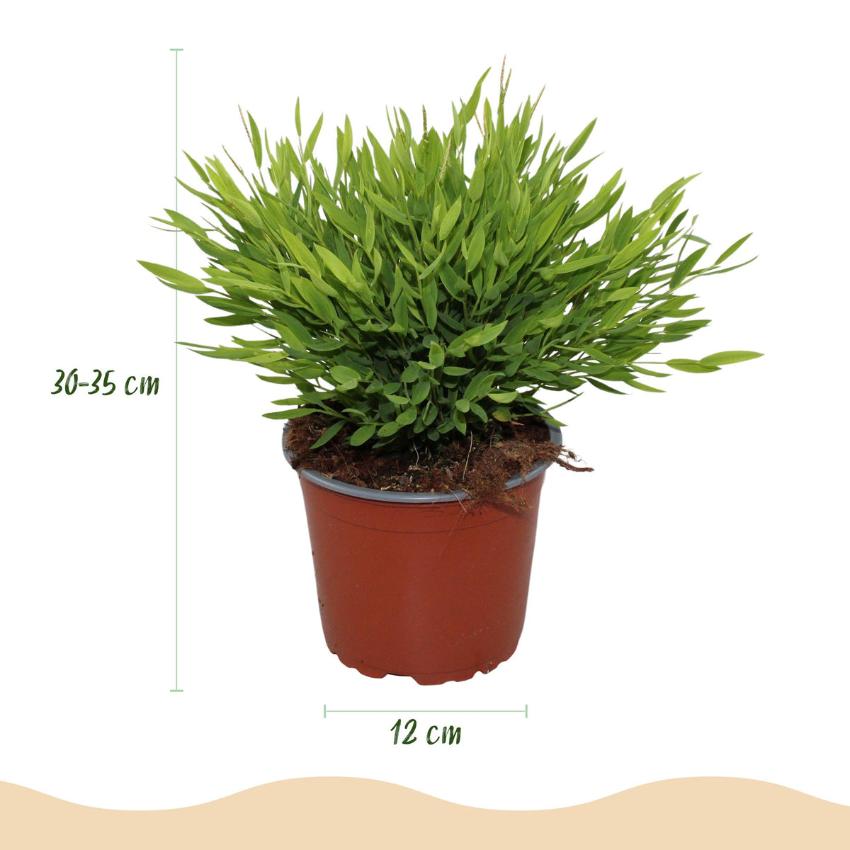 Bamusa Pogonatherum Monica (bamboegras) in Potter-sierpot grijs – Ø12 cm, 20 cm hoog