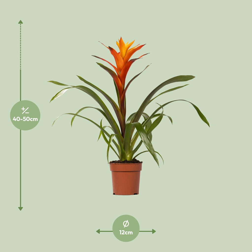 Guzmania Variada (Bromeliaceae) – Ø12 cm, 50 cm high – photo 2