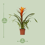 Guzmania Variada (Bromeliaceae) – Ø12 cm, 50 cm high