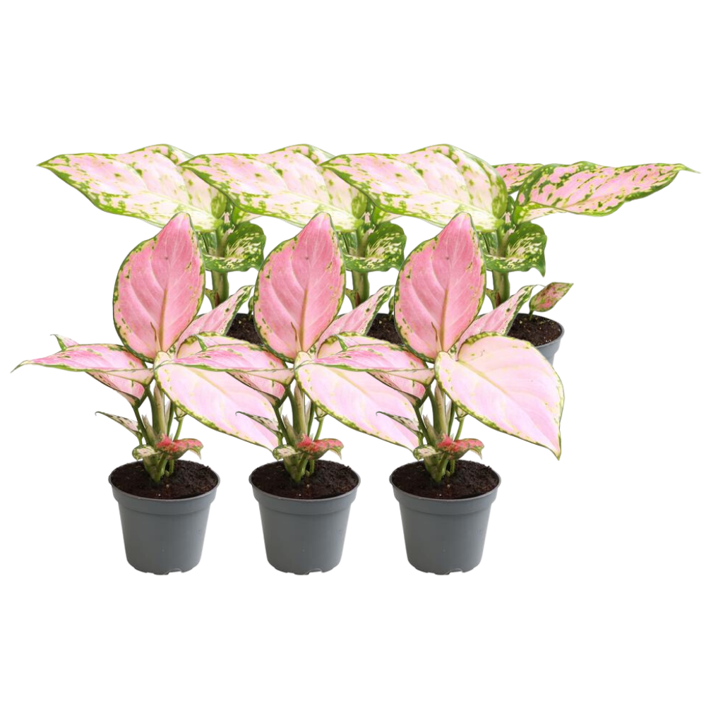 6× Aglaonema Mix – 12 cm høj