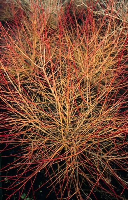 Cornus sanguineum 'Anny’s Winter Orange' (Kornelkirsche) – 6 Pflanzen, Ø9 cm, 10–25 cm hoch