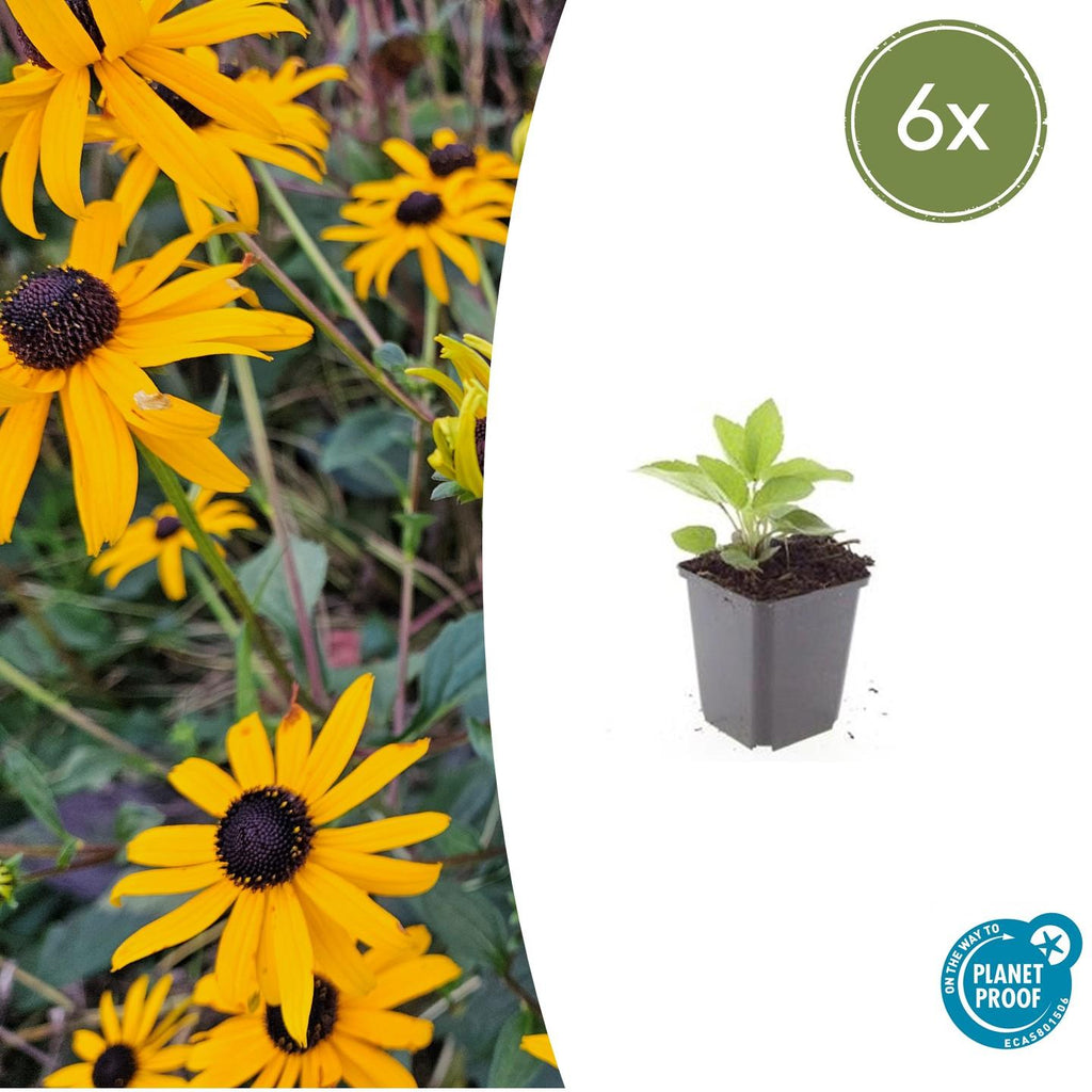 Rudbeckia fulgida 'Goldsturm' (Black-eyed Susan) – 6 plants, Ø9 cm, 10–25 cm tall – photo 2