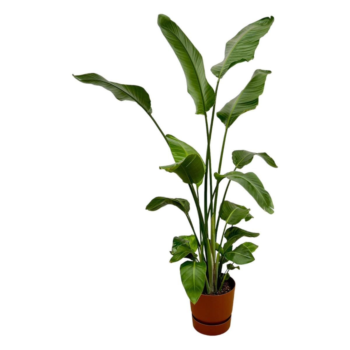 Strelitzia nicolai (white bird of paradise) in Greenville Round decorative pot brown – Ø30 cm, 170 cm high