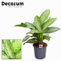 Aglaonema Silver Bay – Ø 21 cm, 80 cm hoch