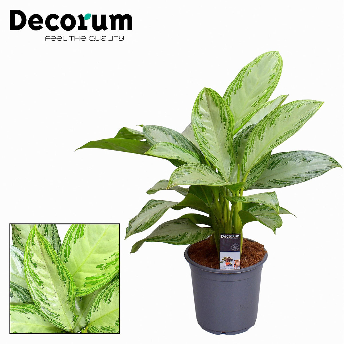 Aglaonema Silver Bay – Ø21 cm, 80 cm høj
