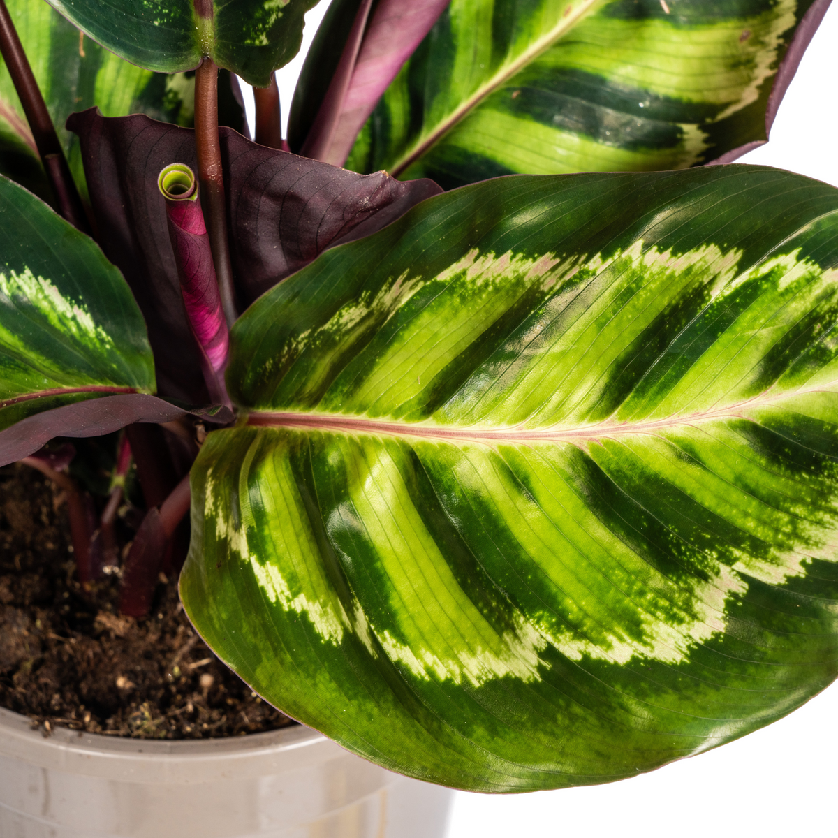 Calathea Roseopicta – Ø17 cm, 40–50 cm de haut