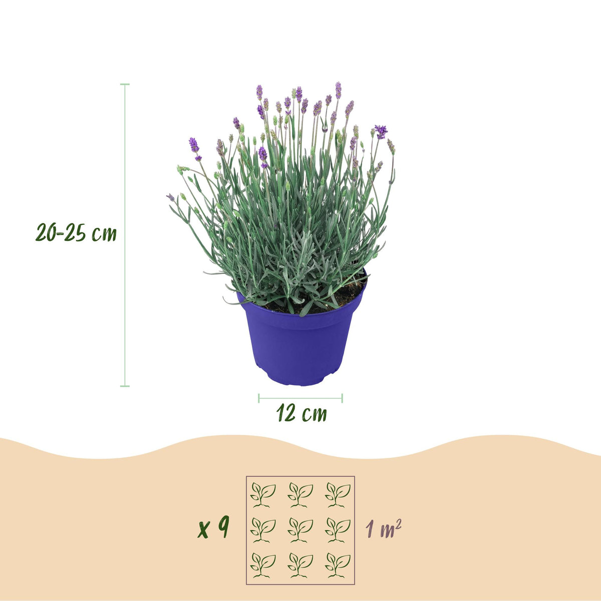 Lavandula angustifolia 'Hidcote' (lavendel) – paars – 3 planten, Ø12 cm, 15–25 cm hoog