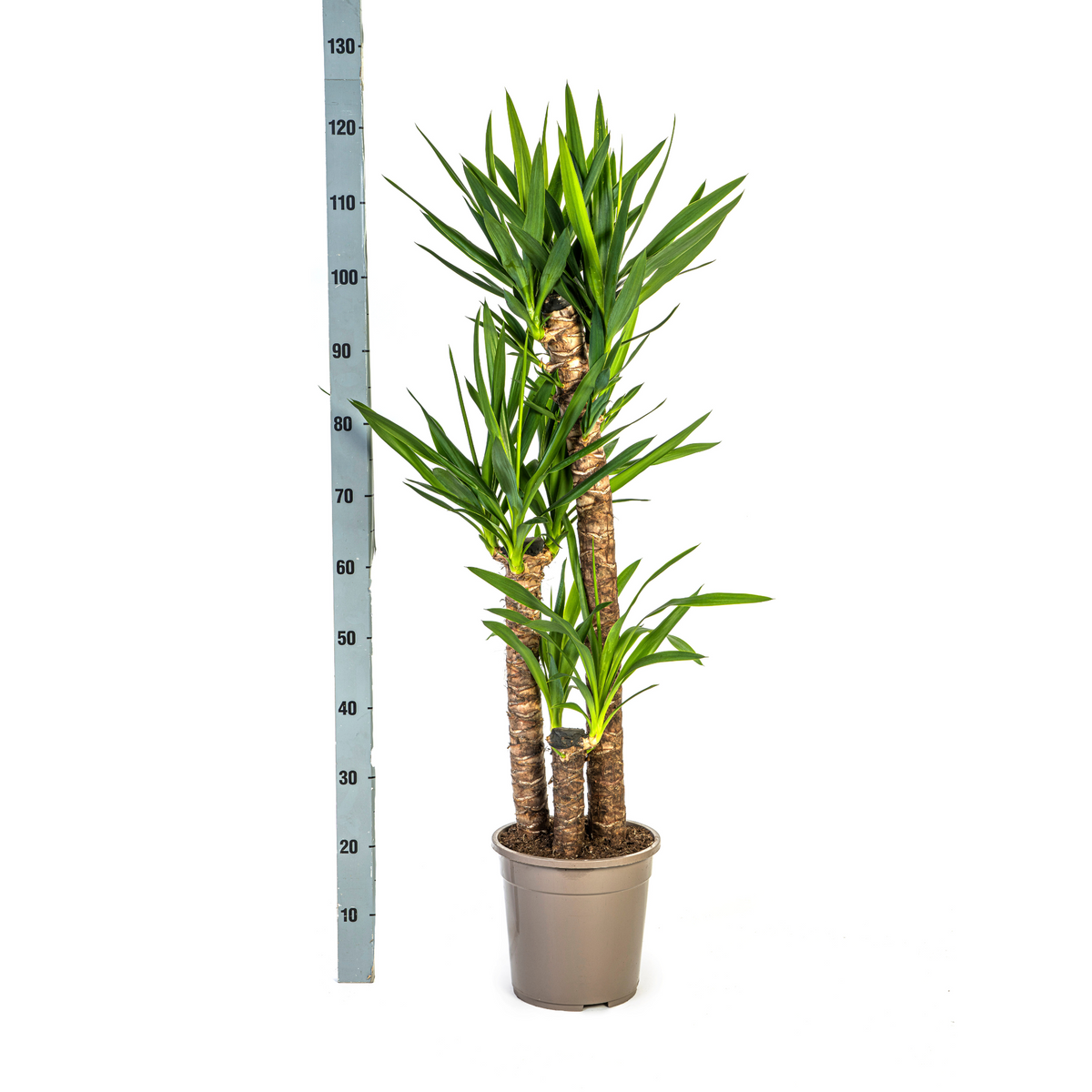 Yucca elephantipes mit Korb – Ø 24 cm, 120–140 cm hoch