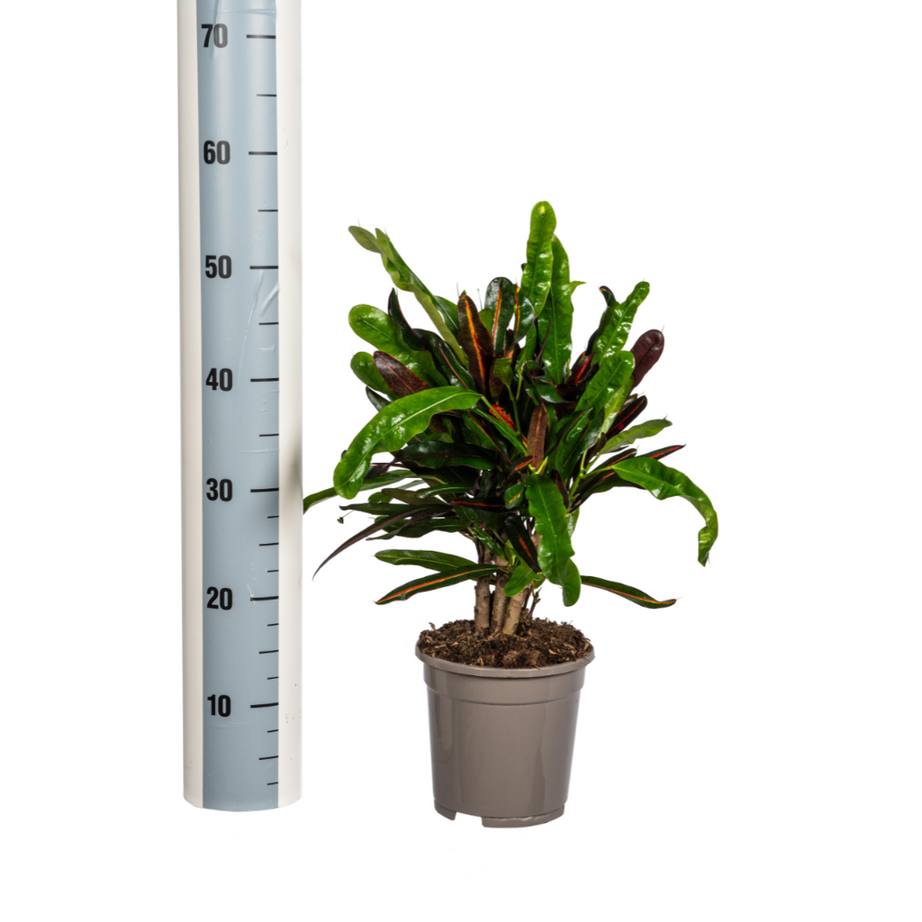 Codiaeum 'Croton' Mamey – Ø17 cm, 40–60 cm hoog
