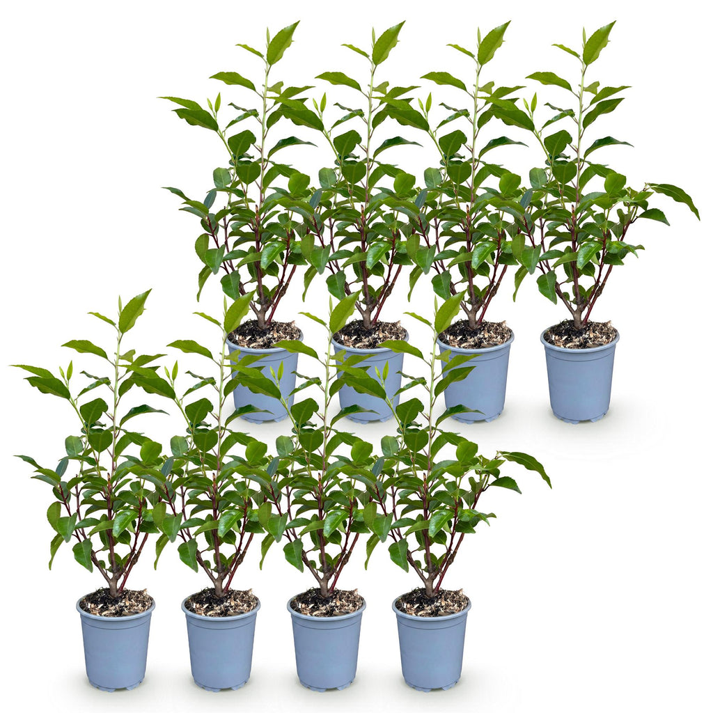 Prunus lusitanica angustifolia (Schmalblättrige Lorbeerkirsche) – 8 Pflanzen, Ø 9 cm, 25–35 cm hoch – Bild 2