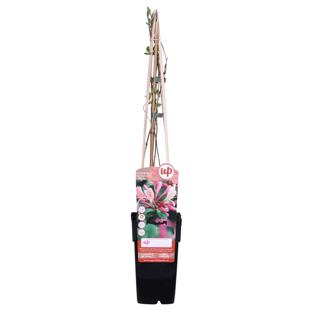 Lonicera periclymenum 'Belgica' (honeysuckle) – Ø15 cm, 65 cm high – photo 3