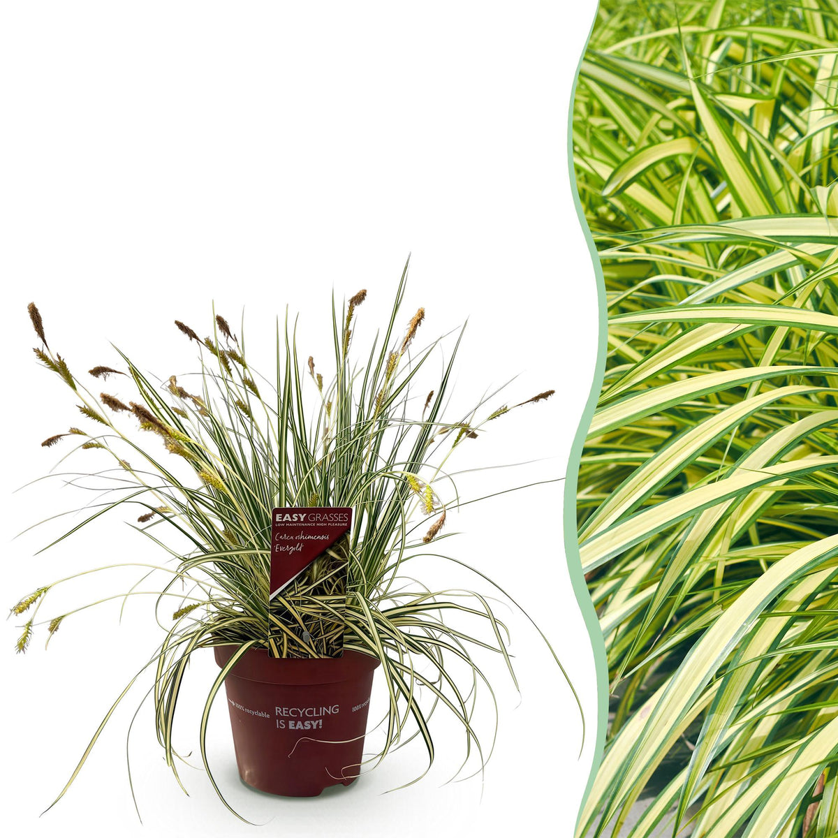 Carex oshimensis 'Evergold' (zegge) – Ø17 cm, 50 cm hoog