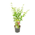 Acer palmatum 'Going Green' (Japanese maple) – Ø19 cm, 50 cm high