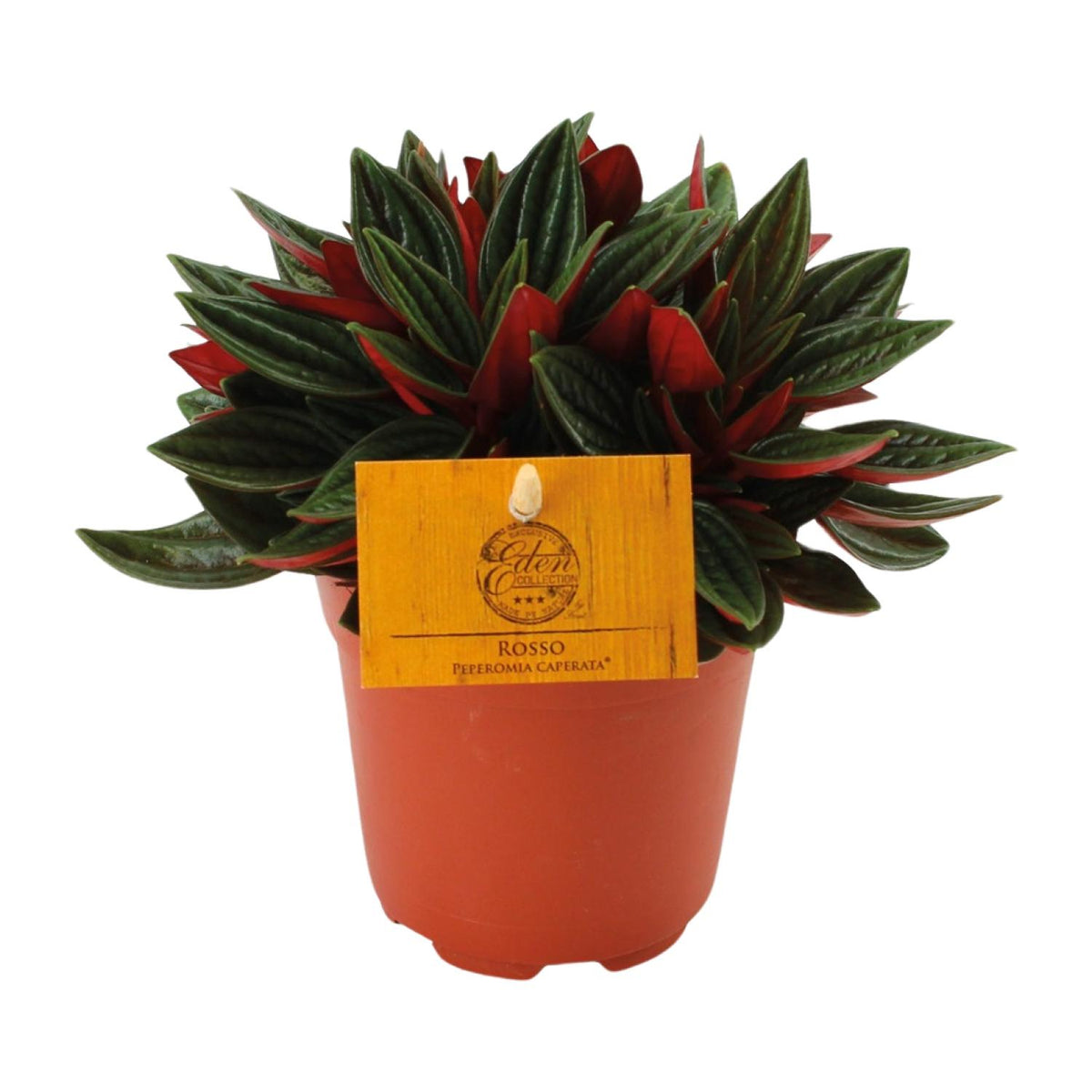 Peperomia Caperata Rosso – Ø11 cm, 15 cm hoog