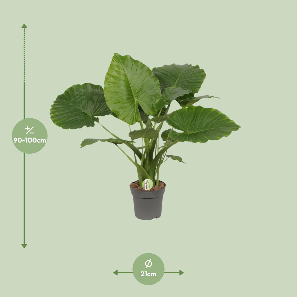 Alocasia Gageana California (olifantsoor) – Ø21 cm, 80 cm hoog