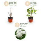Hydrangea arborescens 'Annabelle' (Rispenhortensie) – weiß – Ø 12 cm, 20–30 cm hoch