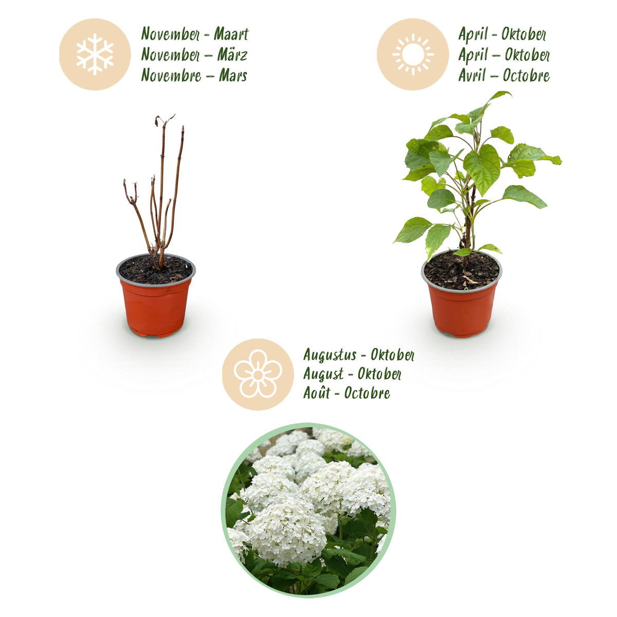 Hydrangea arborescens 'Annabelle' (Rispenhortensie) – weiß – Ø 12 cm, 20–30 cm hoch – Bild 4