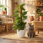 Monkey Mask (Monstera) dans pot décoratif Potter blanc – Ø19 cm, 90 cm de haut